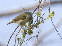 Tennessee Warbler 2434